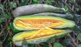 呱呱爆料网红爆料吃瓜,娱乐圈吃瓜大揭秘，呱呱爆料带你一探究竟